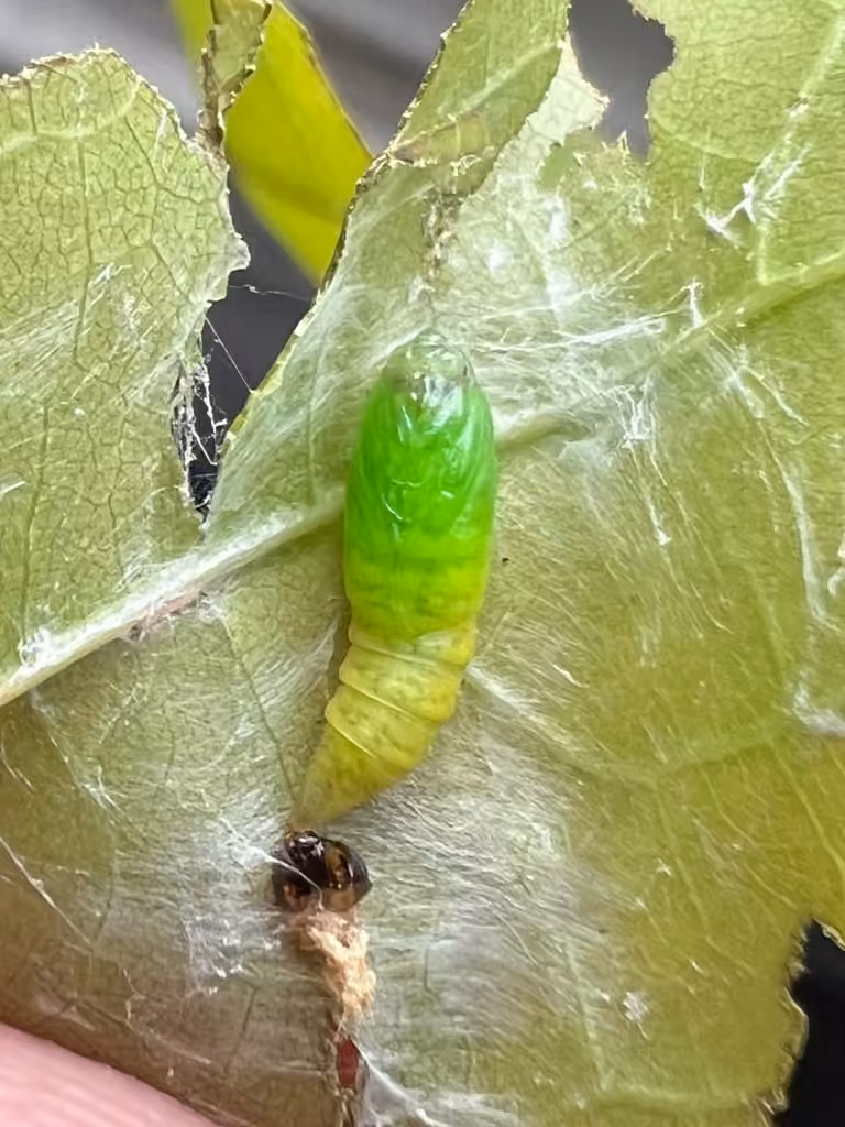 Olethreutes atrodentana, photo 1 of 5