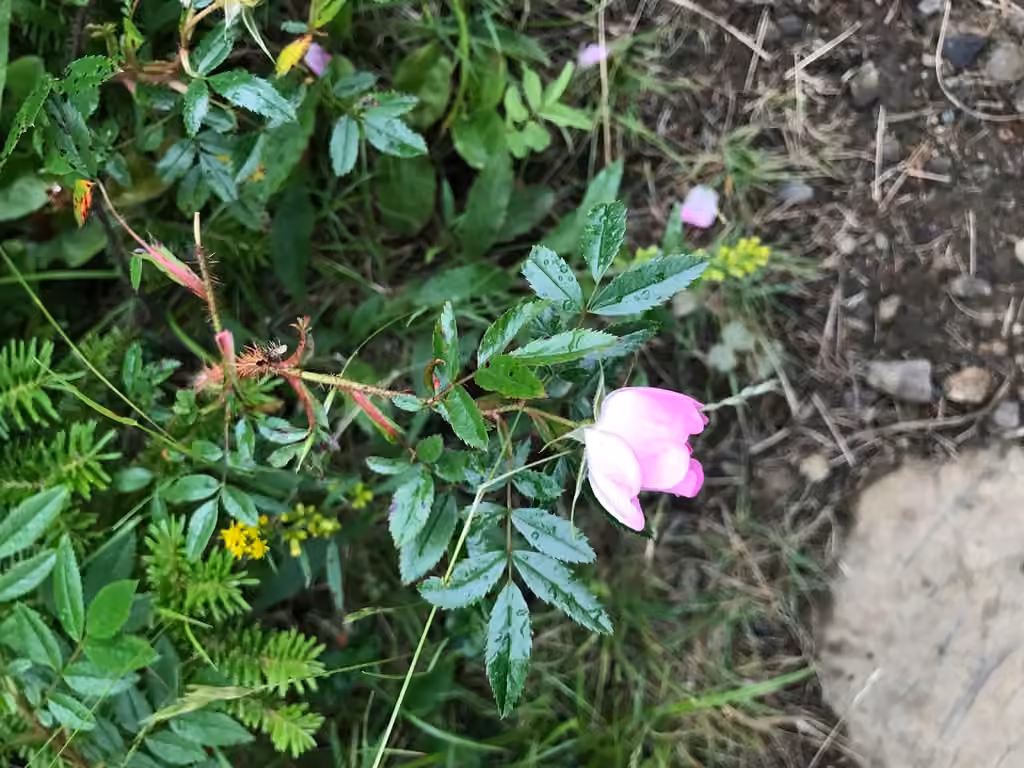 Shining rose, In flower