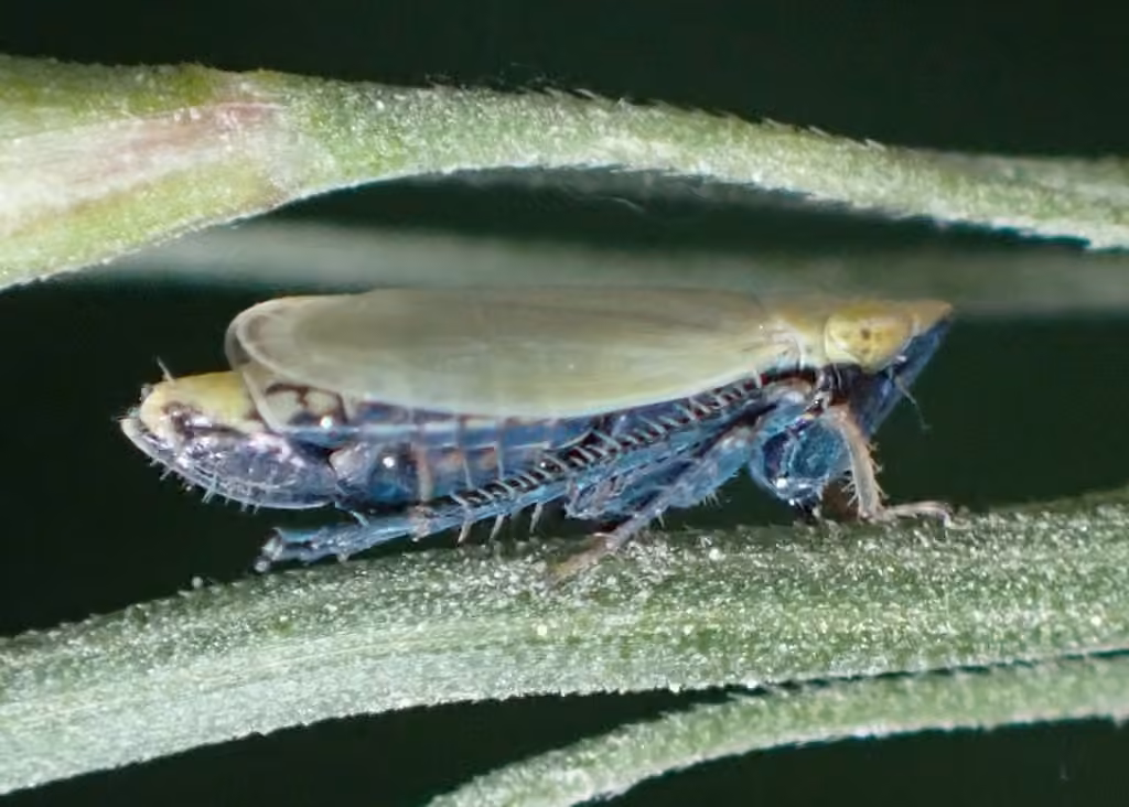 Leafhopper, Adult