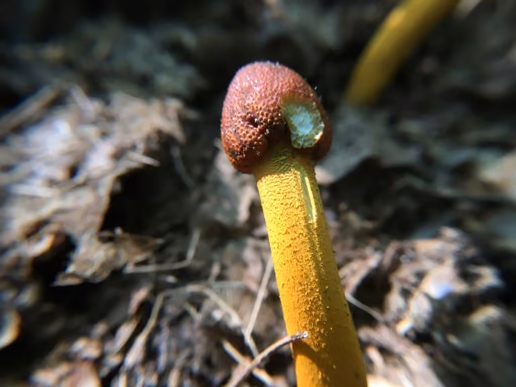 Cordyceps capité