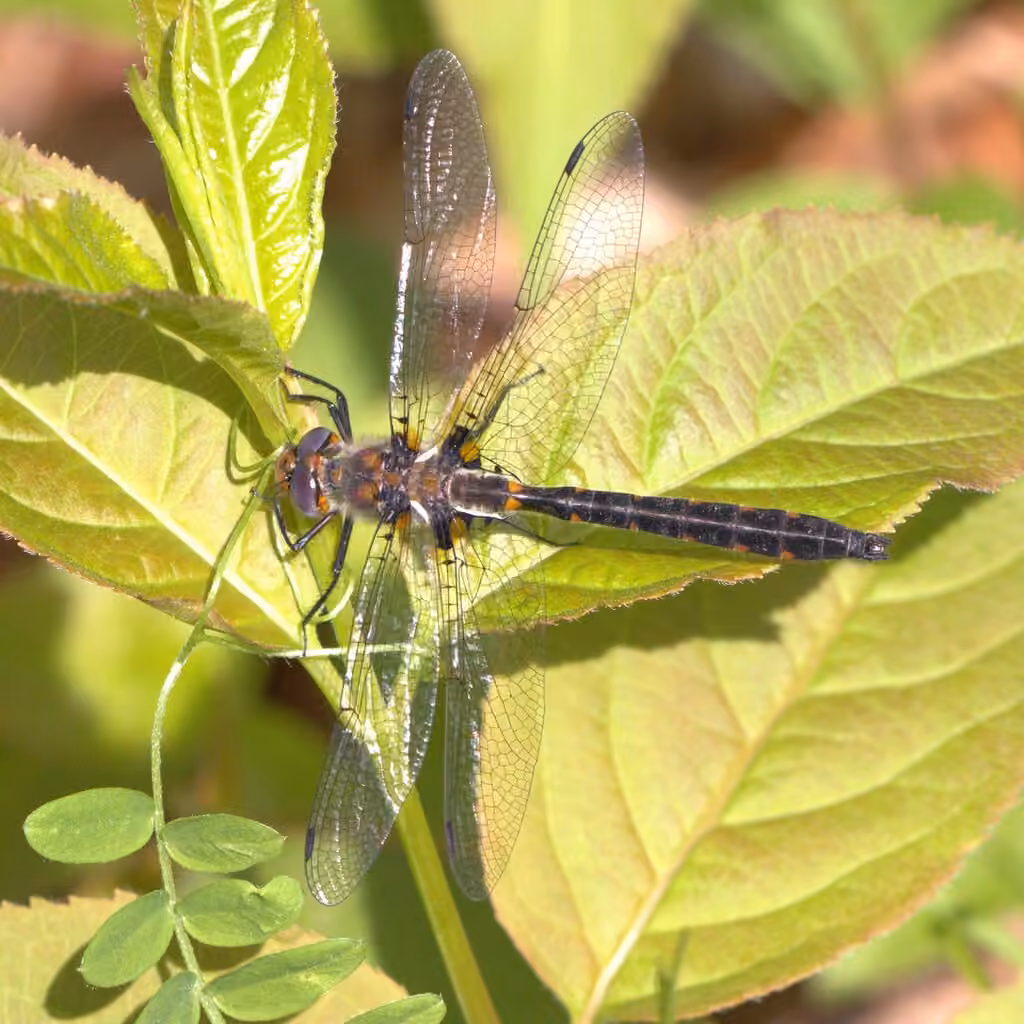 Uhler's Sundragon, Male