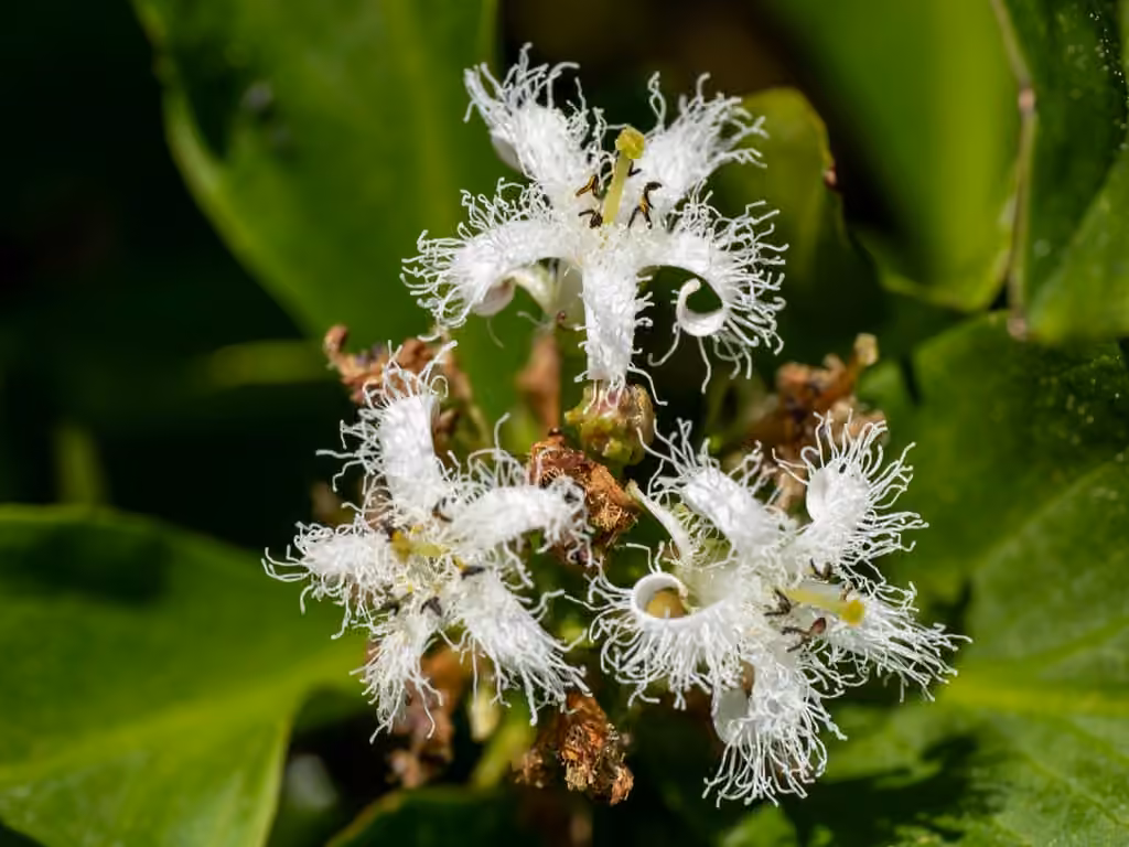 Buckbean, In fruit