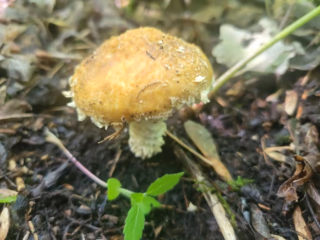 Kauffman's Stropharia, photo 2 sur 5