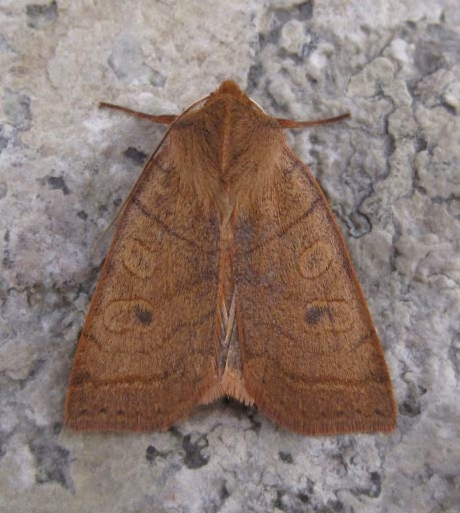Pointed Sallow, Adulte