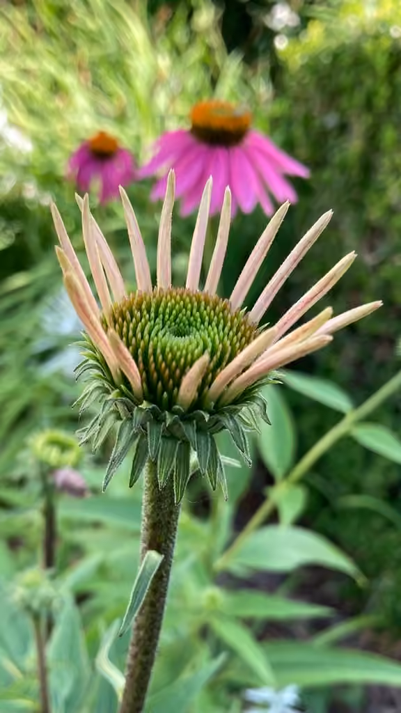 Eastern purple coneflower, In flower
