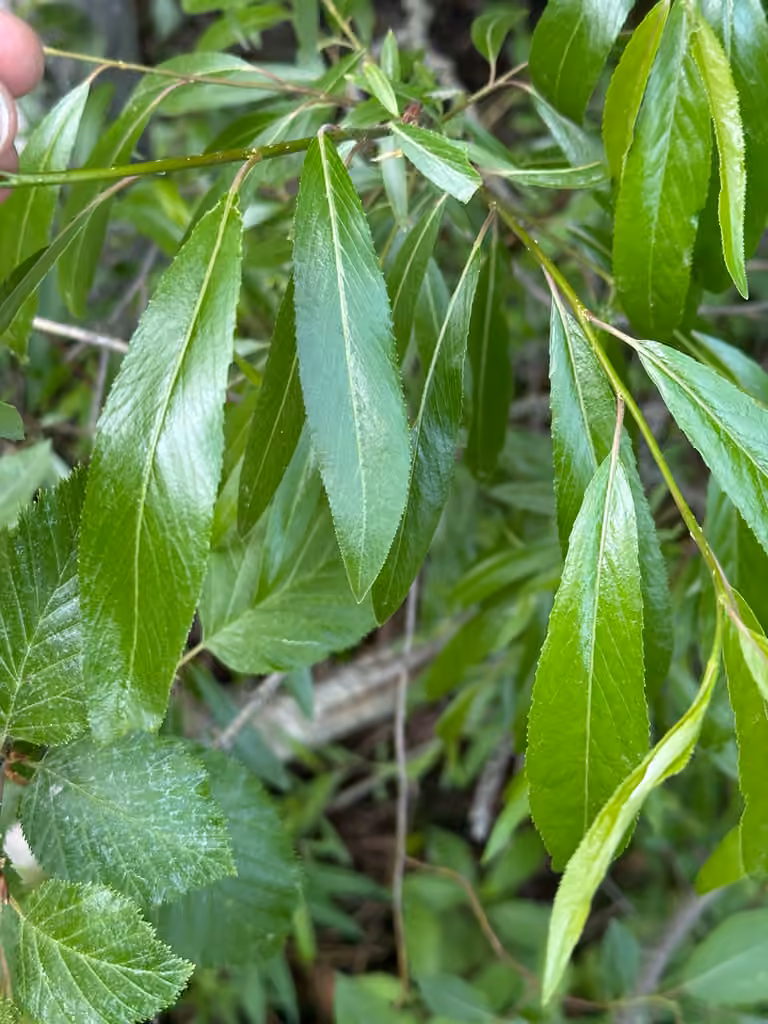 Littletree willow, No flowers or fruits