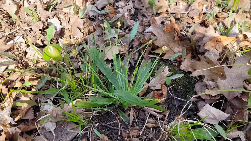 Broad-leaved sedge, In flower