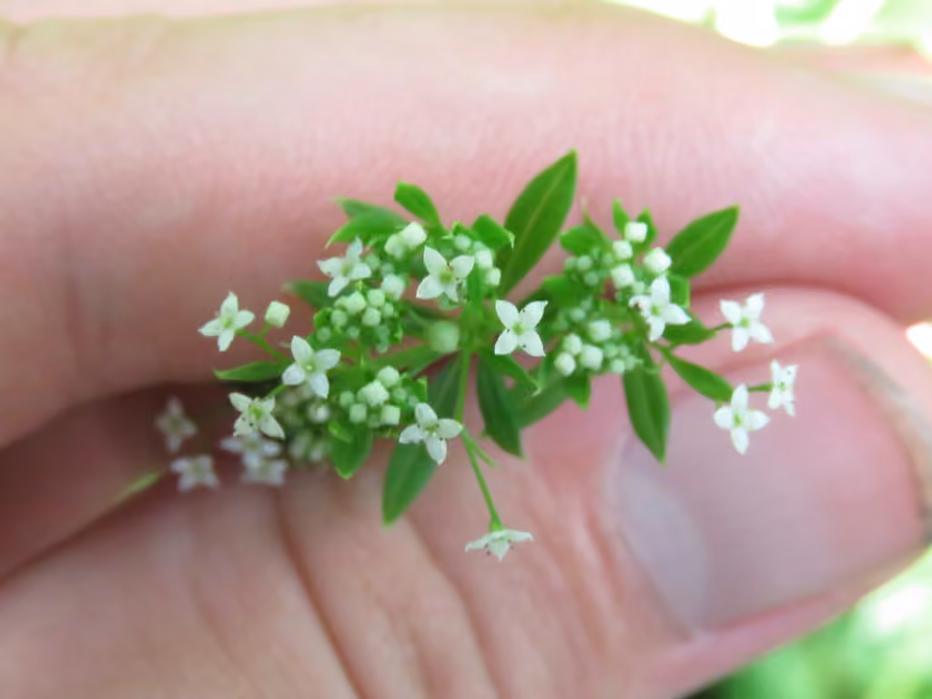 Rough bedstraw, In flower