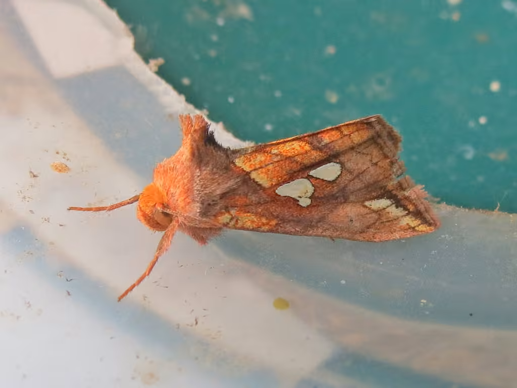 Large-spotted Looper Moth, Adulte