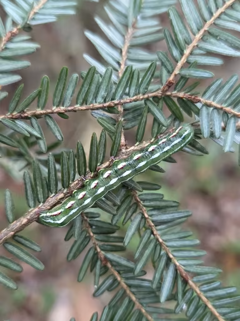 The Joker, Caterpillar