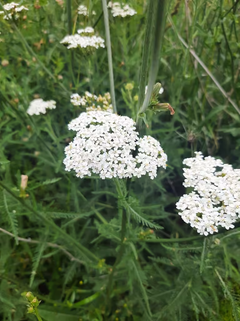 Achillée distante, En fleurs