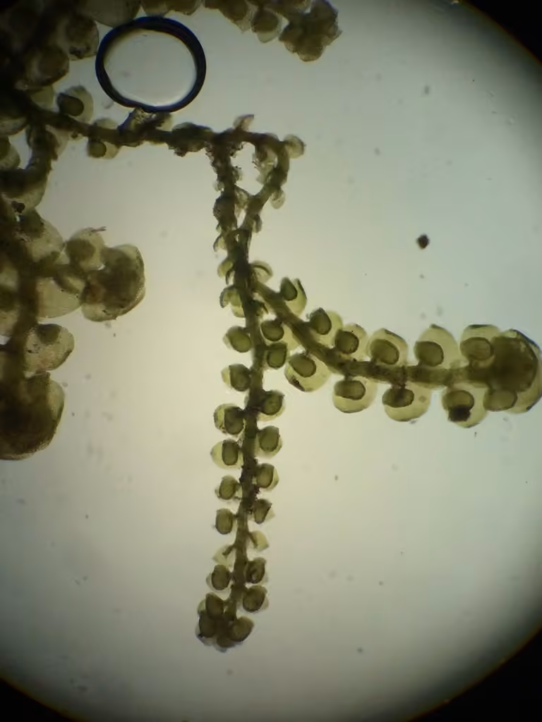 Frullanie chenille, photo 2 sur 5