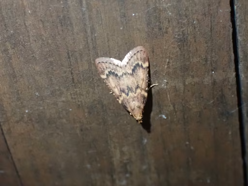 Pink-masked Pyralid Moth, photo 2 sur 5
