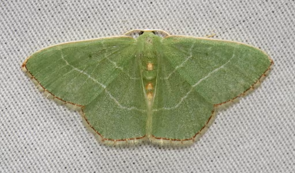 Red-fringed Emerald