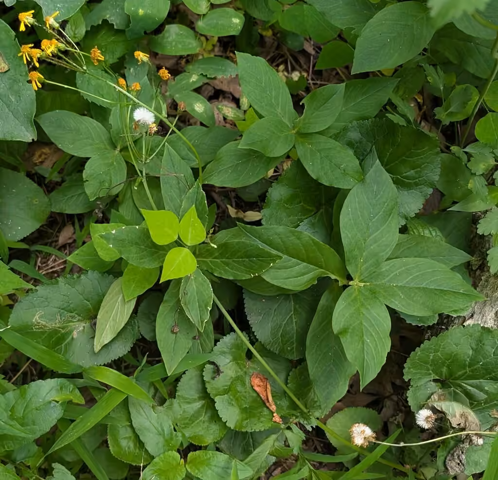 Golden ragwort, In fruit