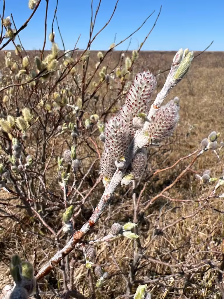 Feltleaf willow, In flower