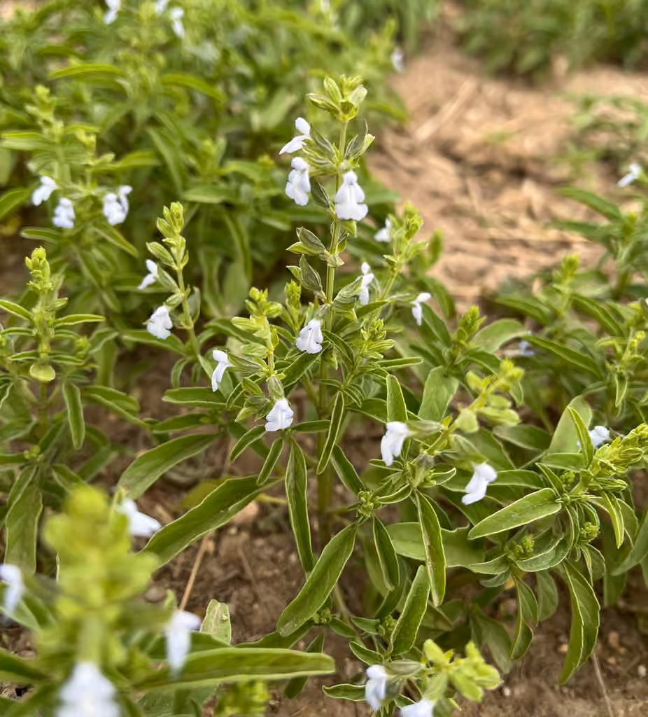 Blue sage, In flower
