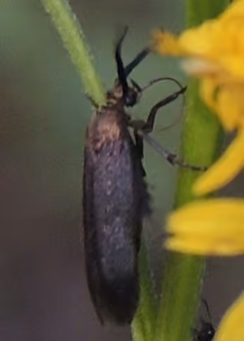 Scythris fuscicomella, photo 3 sur 5