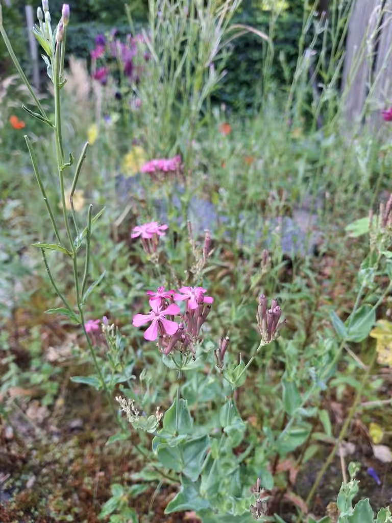 Garden catchfly, In flower