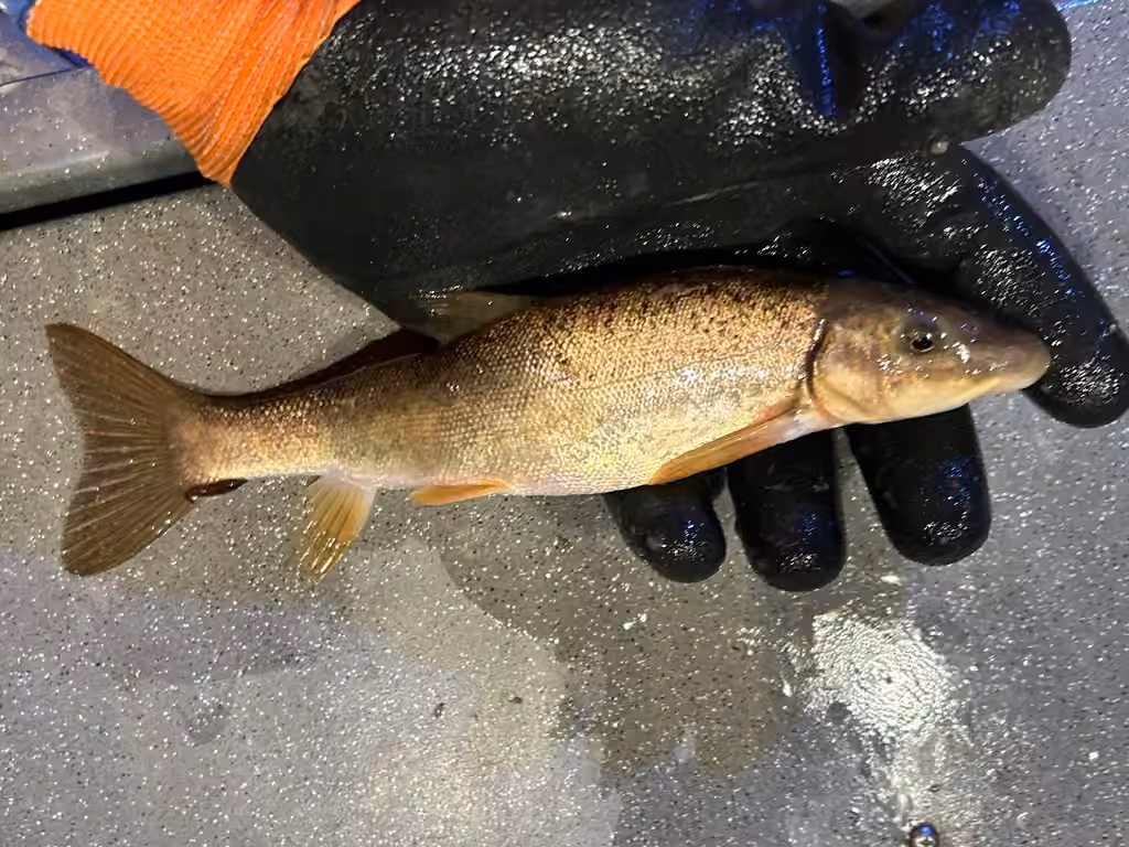 Longnose Sucker, Juvenile