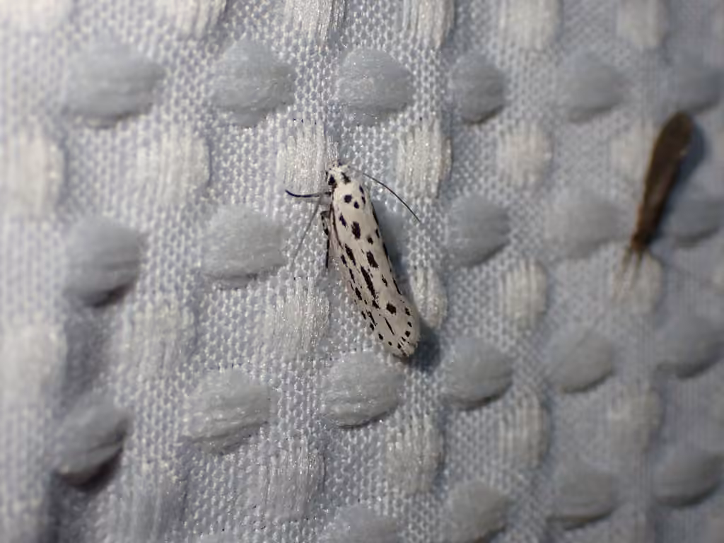Streaked Ethmia Moth, photo 2 of 5