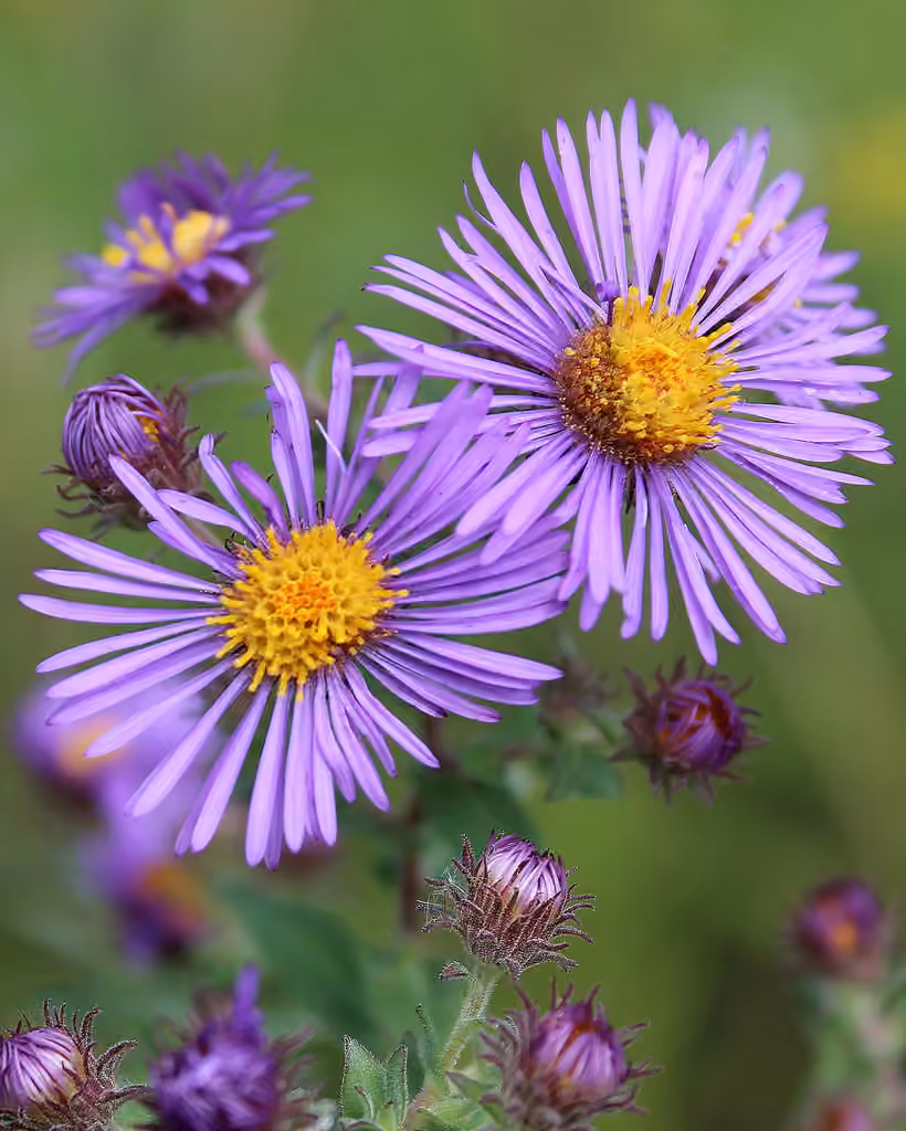 Aster de Nouvelle-Angleterre, En fleurs