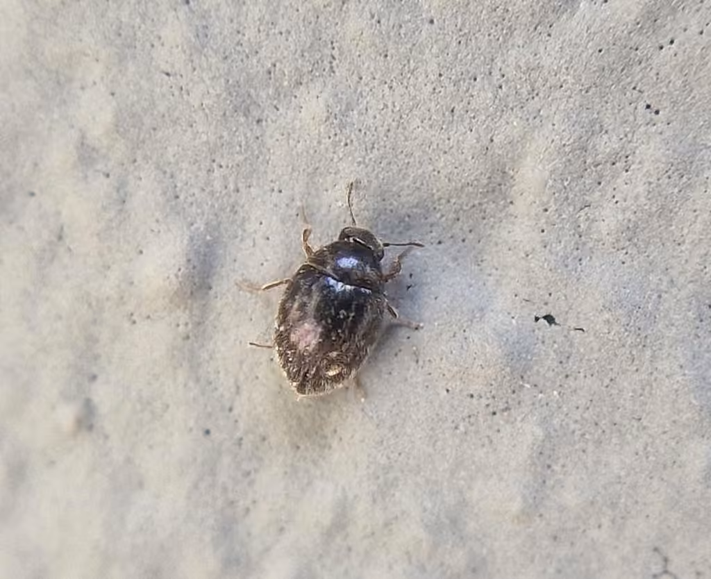 Pill Beetle, photo 2 of 5