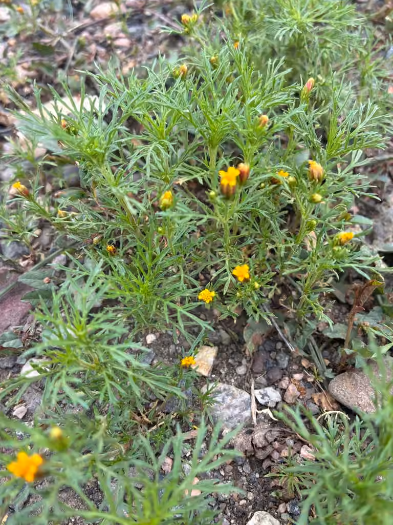 Fetid dogweed, In flower