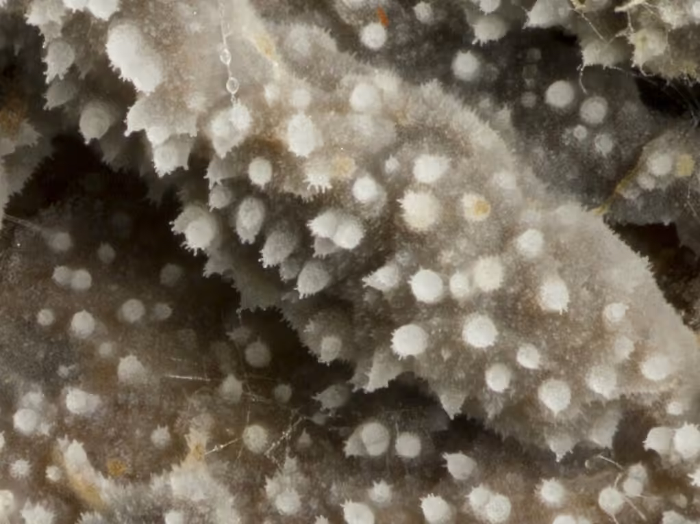 Scopuloides rimosa, photo 2 sur 5