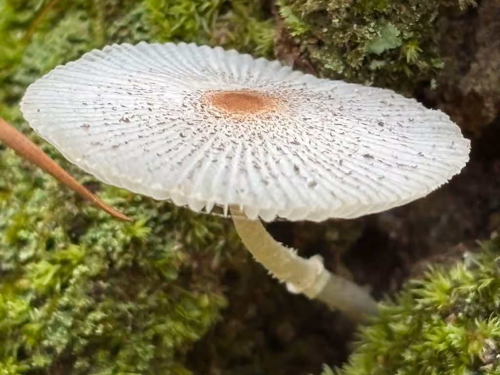 Leucocoprinus ianthinus, photo 2 sur 5