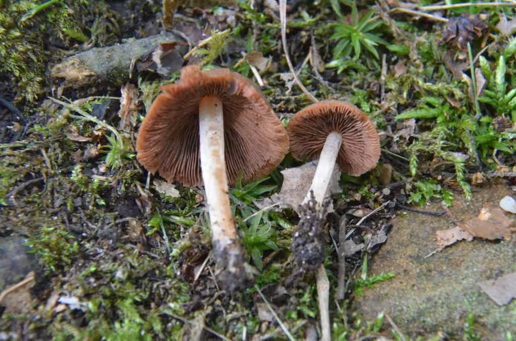 Psathyrelle frappante, photo 3 sur 5