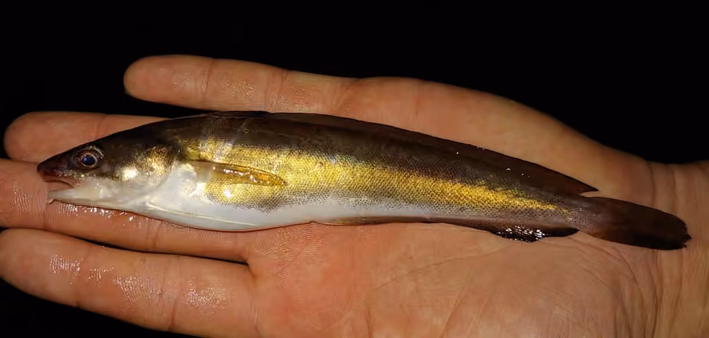Merluche blanche, Juvénile