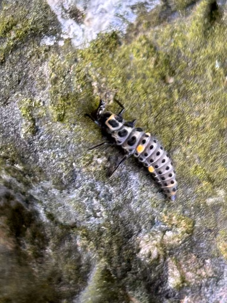 Coccinelle rayée, Larve