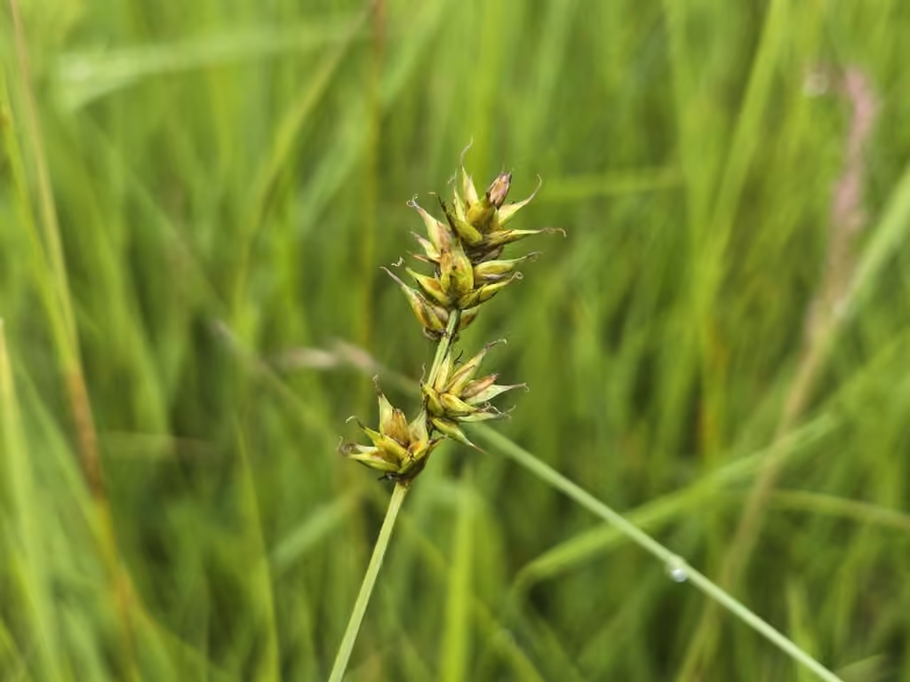 Carex à épi, En fruits