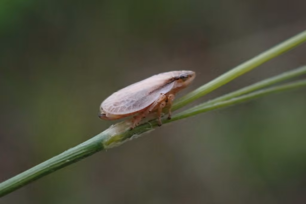 Prairie spittlebug, Adult