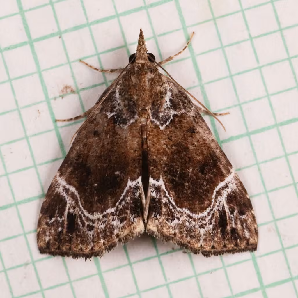 White-lined Snout, Adult