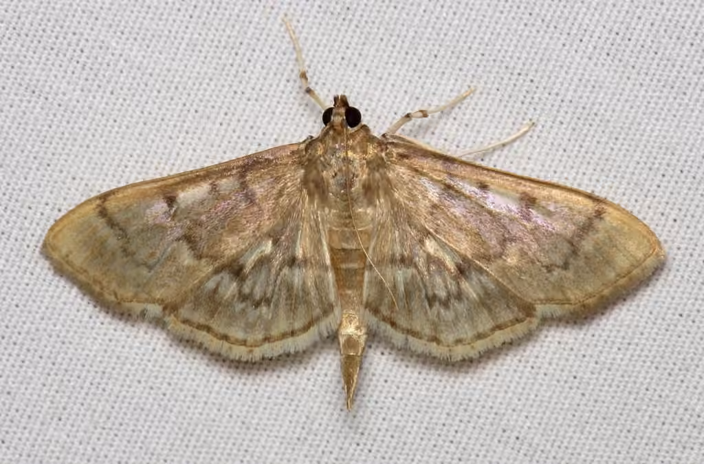 Serpentine Webworm Moth, Adulte