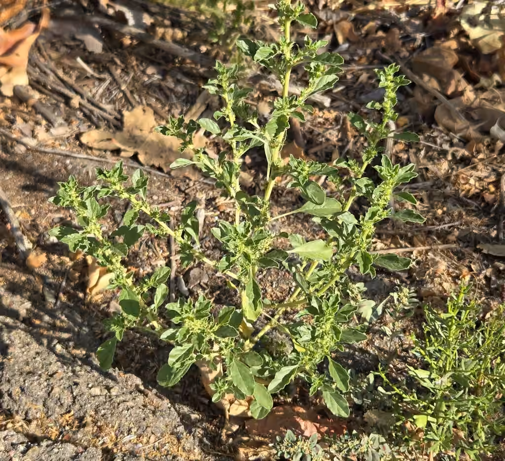 Prostrate pigweed, In flower