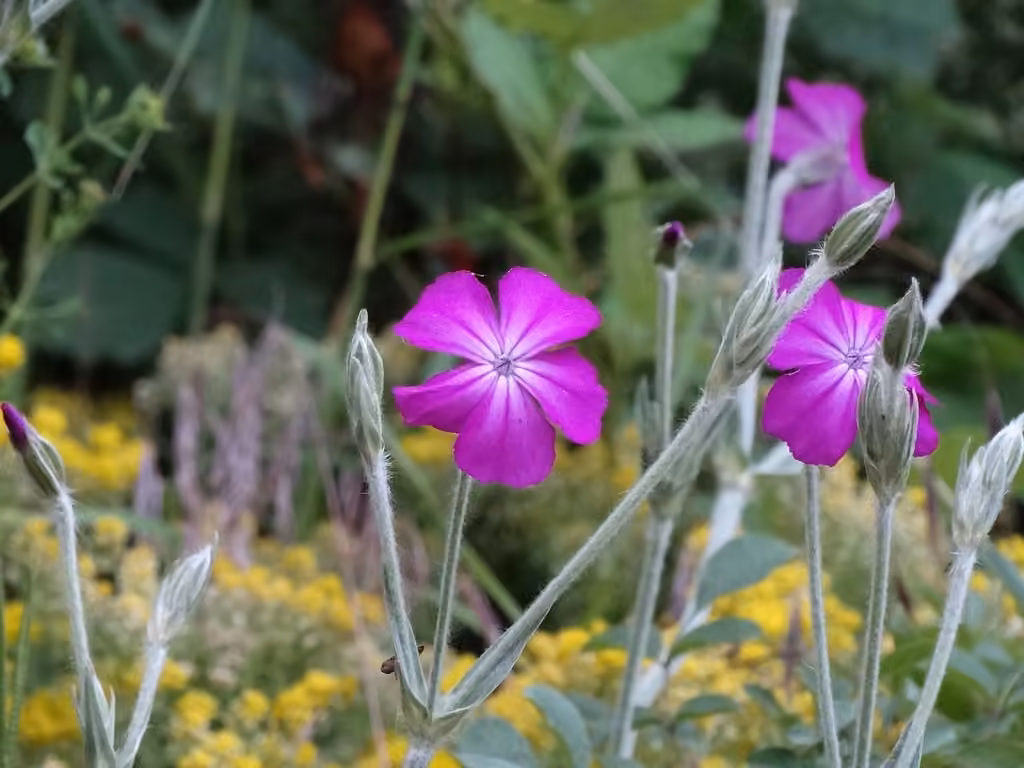 Rose campion, In flower