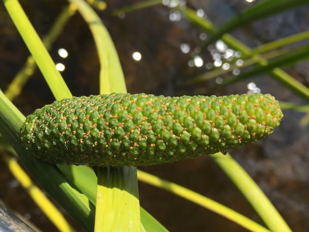 Acore d'Amérique, En fruits