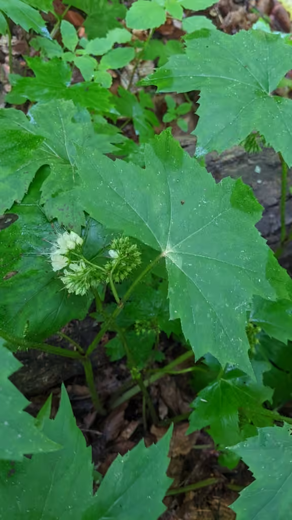 Hydrophylle du Canada, En boutons