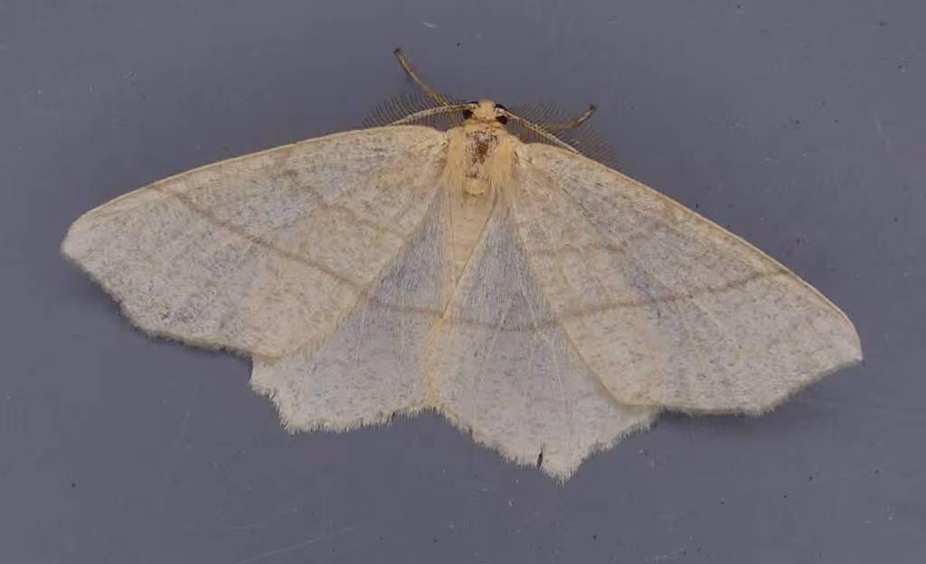 Straw Besma Moth, Male