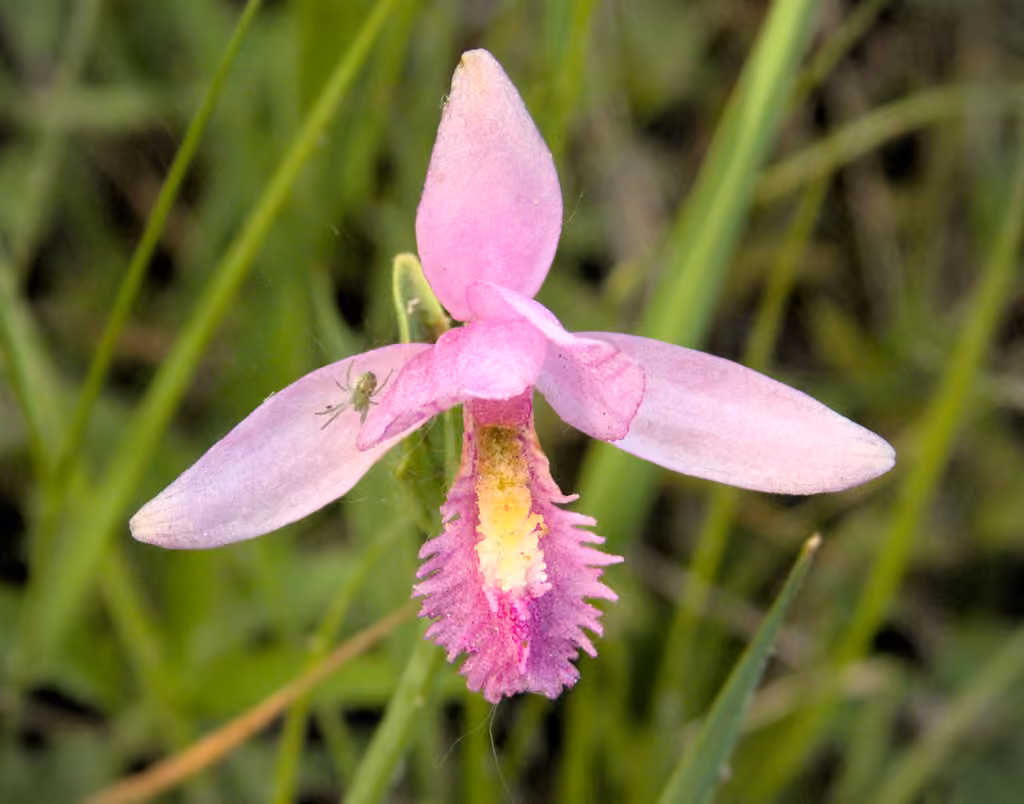 Snakemouth orchid, In flower