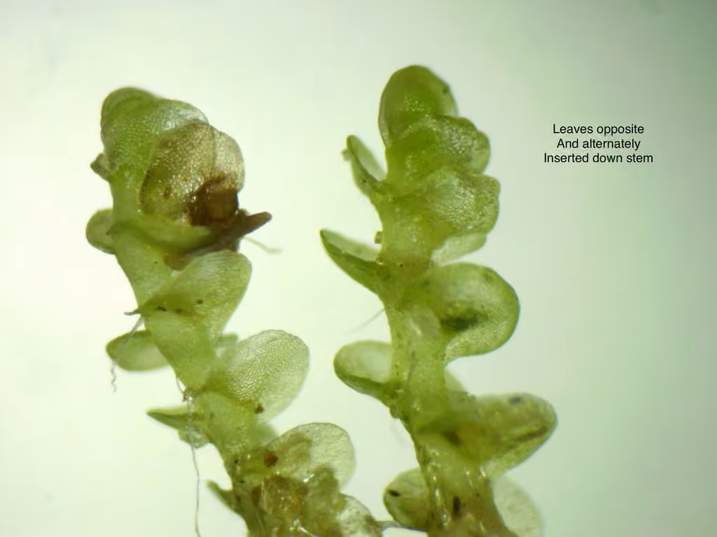 Round-fruited Flapwort, photo 2 of 5