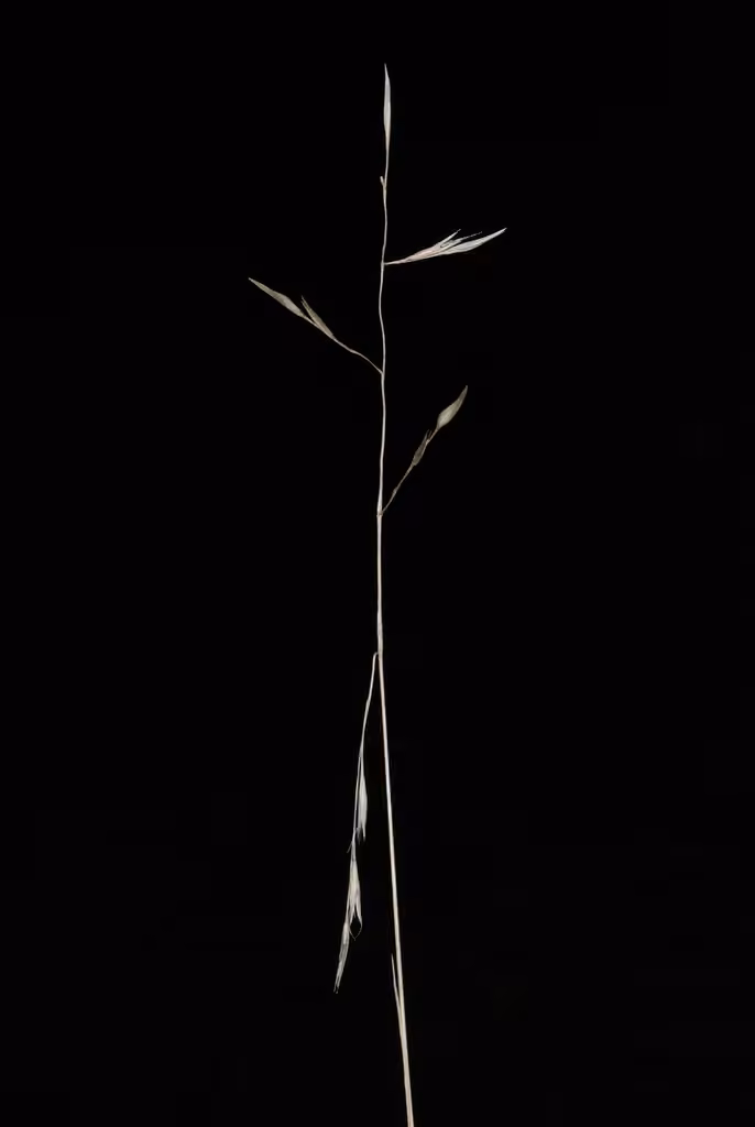 Flat-stem oat grass, In fruit