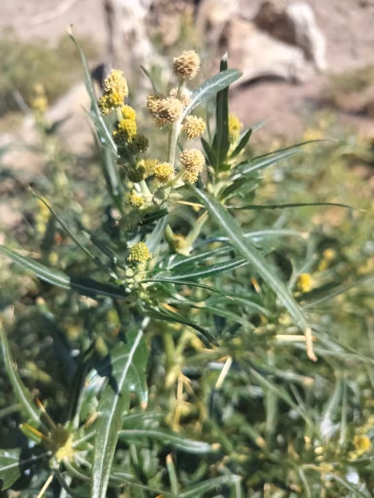 spiny cocklebur, In flower