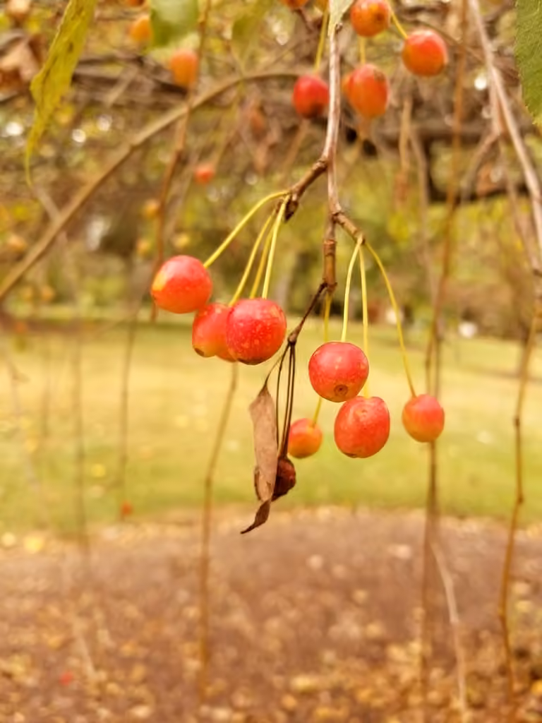 Cerisier de Pennsylvanie, En fruits