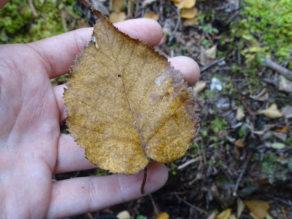 Mountain paper birch
