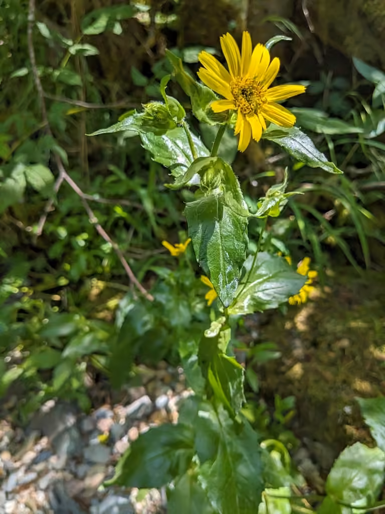Lanceleaf arnica, In flower