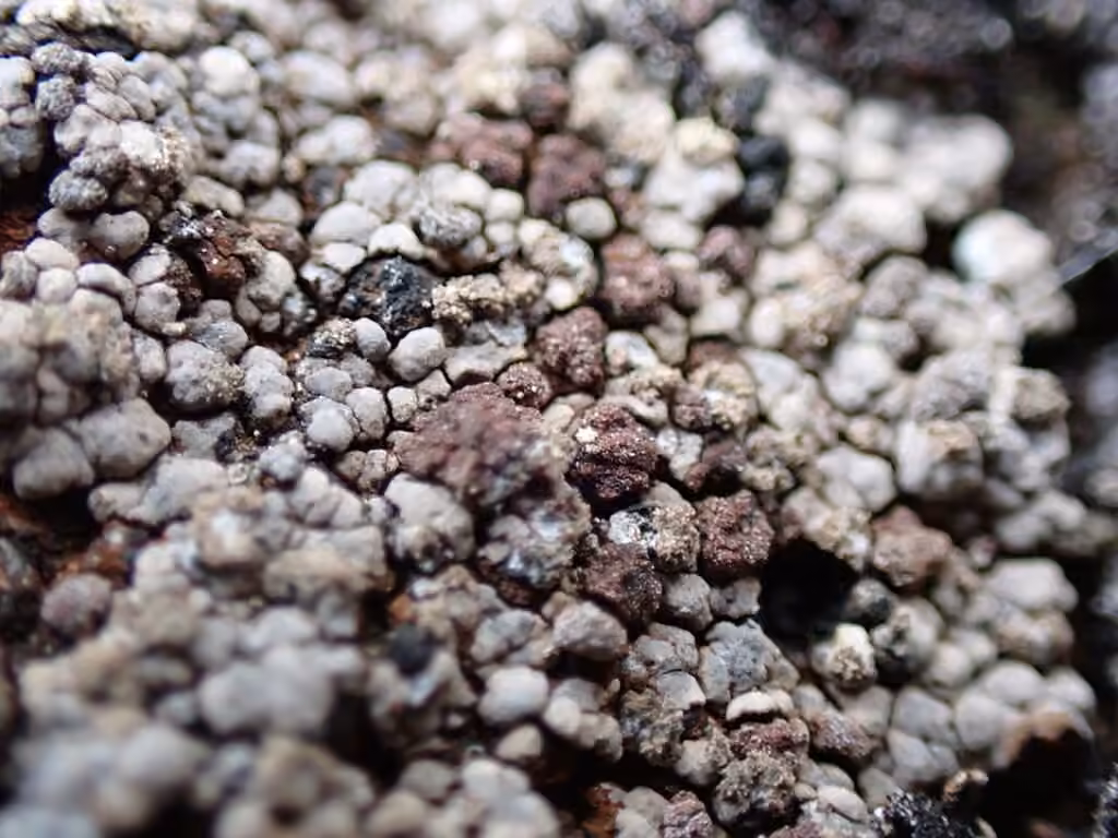 Powdery Almond Lichen, photo 2 of 5